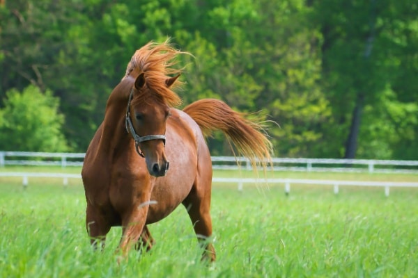 Vente de chevaux vivants : une baisse du taux de TVA en vue ? 15 Qontum | Vente de chevaux vivants : une baisse du taux de TVA en vue ?