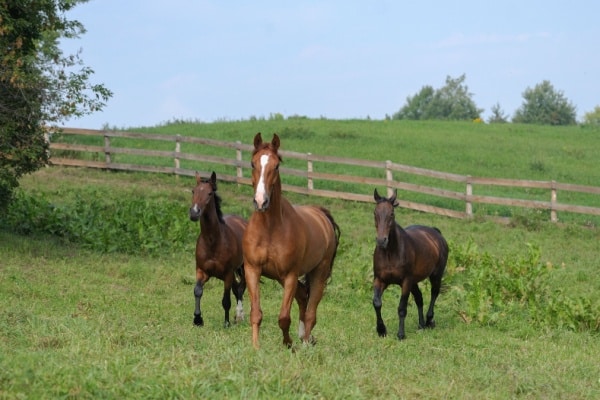 Qontum | Gardiennage de chevaux : quelle fiscalité appliquer ?