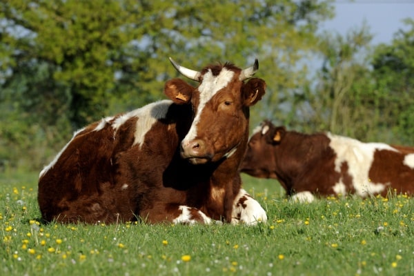 Qontum | Provision pour hausse de la valeur des stocks de vaches, c’est déjà parti ?