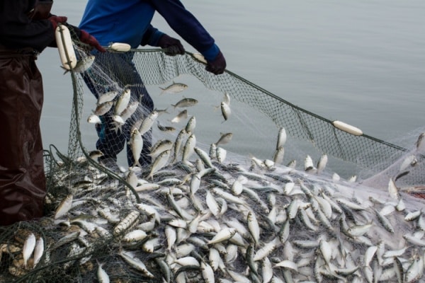 TVA à taux réduit : même pour les poissons d’empoissonnement ? 15 Qontum | TVA à taux réduit : même pour les poissons d’empoissonnement ?