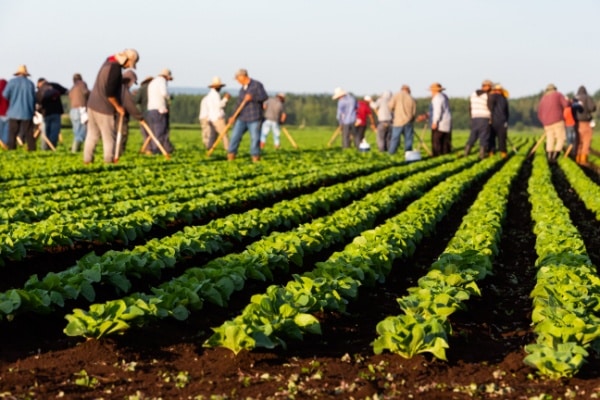 Qontum | Employeurs agricoles : actualisation de l’exonération TO DE