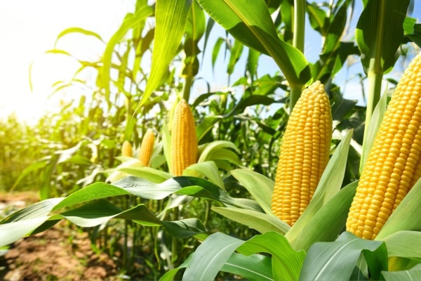 Qontum | Produits alimentaires et TVA : et si leur utilisation n’est pas « normale » ?