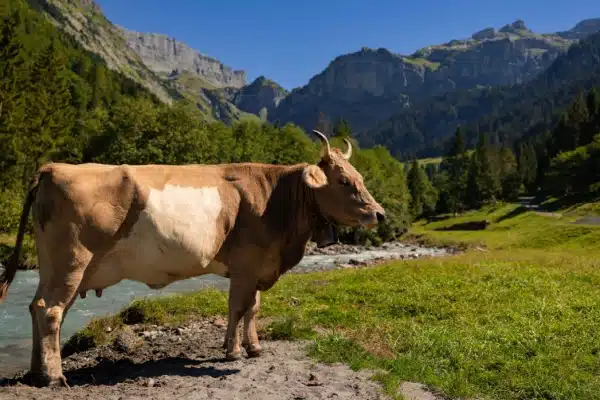 Shutterstock_identificationbovins Qontum | Élevage bovin en Corse : un report de l’obligation d’identification