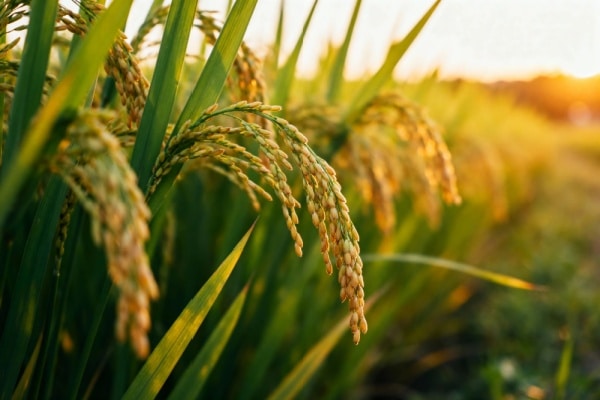 Qontum | Capital décès : une protection renforcée pour les proches des non-salariés agricoles