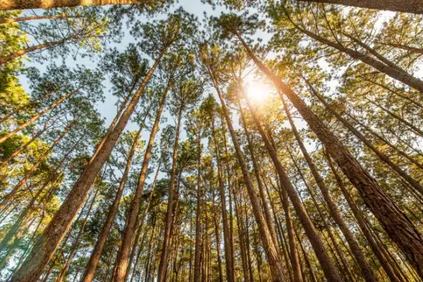 Taux réduit de TVA pour les travaux sylvicoles et d’exploitation forestière : ça continue 11 Qontum | Taux réduit de TVA pour les travaux sylvicoles et d’exploitation forestière : ça continue