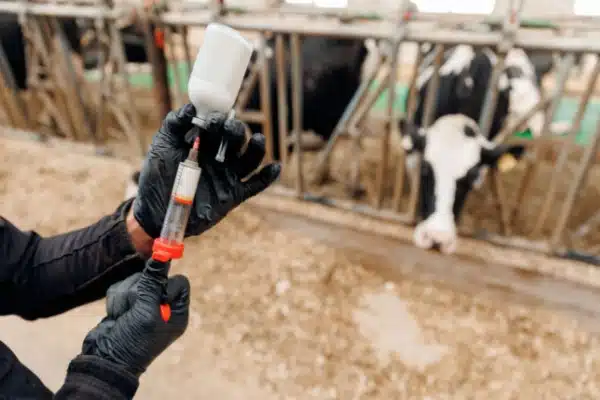 Shutterstock_Dermanod Qontum | Dermatose nodulaire : nouvelle restriction de mouvements pour les animaux non-vaccinés