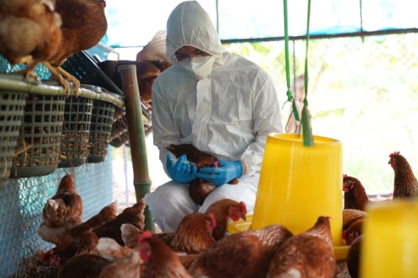 Qontum | Influenza aviaire : une situation qui s’améliore