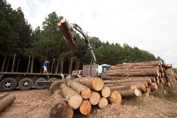 Qontum | Filière du bois en Guyane : une aide revalorisée