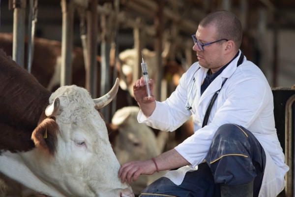 Qontum | Agriculture : le point sur les épidémies