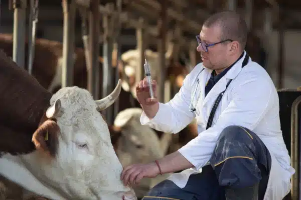 Shutterstock_maladiesagricoles Qontum | Agriculture : le point sur les épidémies
