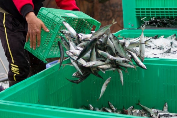 Qontum | Secteur de la pêche : évolution des critères des demandes d’antériorités