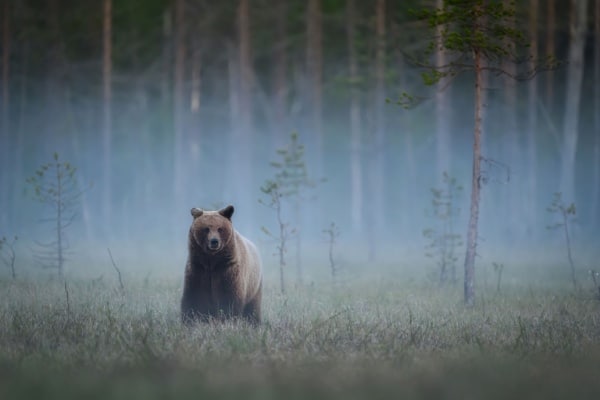Animaux sauvages : des mesures à signaler 15 Qontum | Animaux sauvages : des mesures à signaler