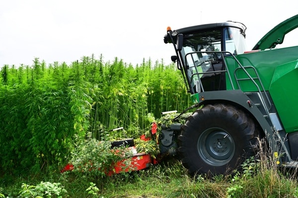 Qontum | Agriculture : éligibilité des cultures de chanvre à la PAC