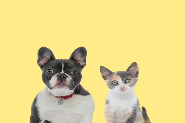 Vente d’animaux de compagnie : de nouvelles sanctions à connaître 10 Qontum | Vente d’animaux de compagnie : de nouvelles sanctions à connaître