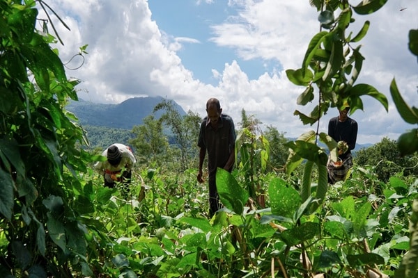 Exploitants agricoles ultramarins : évolution de l’exonération des cotisations sociales 12 Qontum | Exploitants agricoles ultramarins : évolution de l’exonération des cotisations sociales