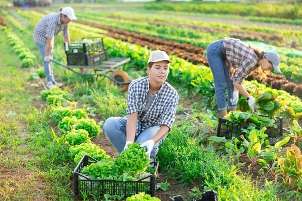 Qontum | Travailleurs saisonniers agricoles : l’hébergement sous tente étendu à de nouveaux départements