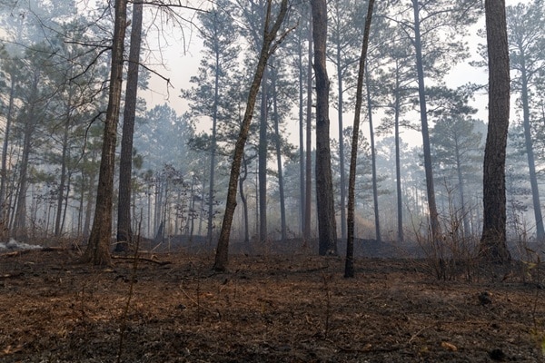 Qontum | Aide au renouvellement forestier : un accès réglementé ?
